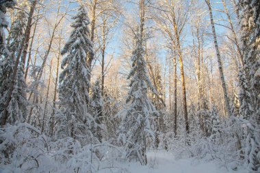 Kardan sonra kış kozalaklı orman, soğuk gün, manzara