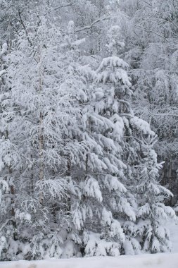 Kar yağdıktan sonra kış ormanı, güneşli bir gün, kardaki ağaçlar