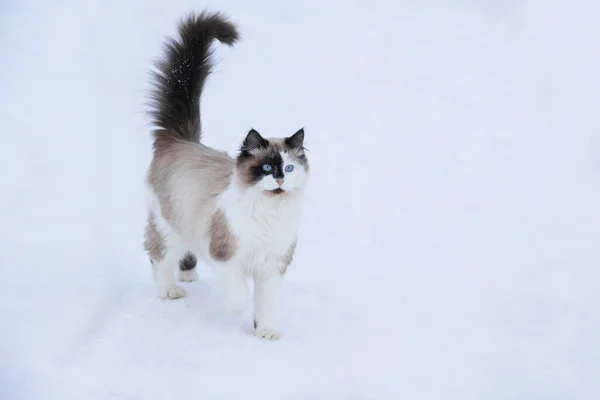 Gato Doméstico Caminha Inverno Quintal Sentado Caminho Entre Snowdrifts Dia — Fotografia de Stock
