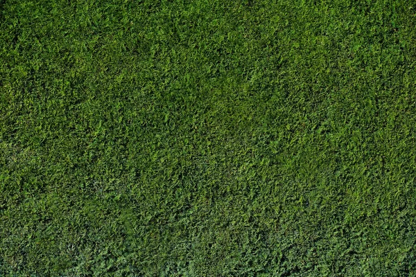 Yeşil Thuja Dan Yapılmış Bir Çit Parçası Bitki Arka Planı — Stok fotoğraf