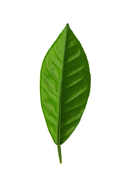 Gałąź Drzewa Cytrynowego Zielonymi Liśćmi Odizolowana Białym Tle — Zdjęcie stockowe