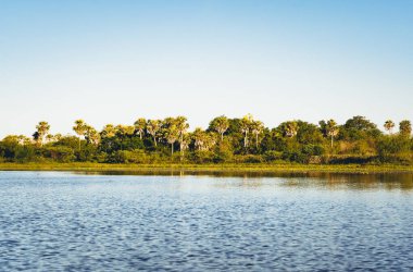 Ibera Wetlands İl Parkı manzaralı. Arjantin 'in Corrientes Eyaleti' ndeki bir bataklık. Fotokopi alanı olan lagün ve palmiyeli güzel bir arkaplan.