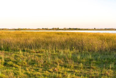 Arjantin 'in Ibera Wetlands, Corrientes bölgesinin arka planında lagün ışığıyla aydınlanan sarı otlakların güzel ve soyut manzarası. Kopyalama alanı ile