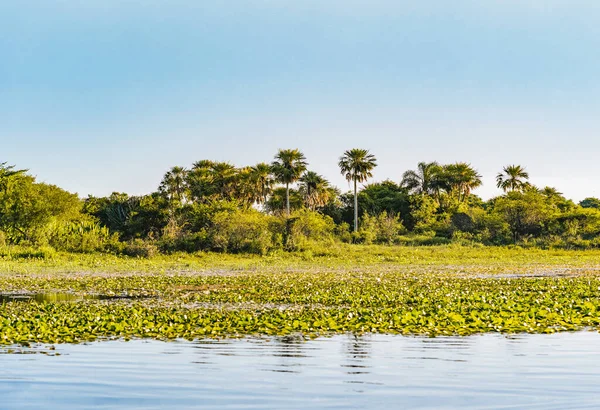 Increíble Paisaje Natural Ibera Humedales Con Laguna Palmeras — Foto de Stock