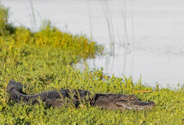 Caiman Yacare Descansando Grama Margem Rio Ibera Wetlands Corrientes Argentina — Fotografia de Stock
