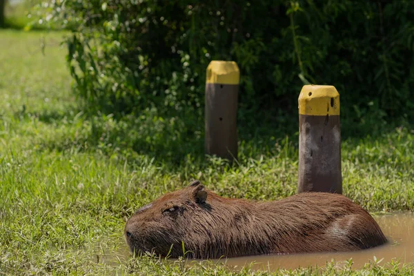 Capybara Beristirahat Sebuah Pudel Taman Nasional Ibera Corrientes Argentina — Stok Foto