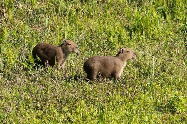 Potret Dua Bayi Capybaras Rumput Cagar Alam Provinsi Esteros Del — Stok Foto