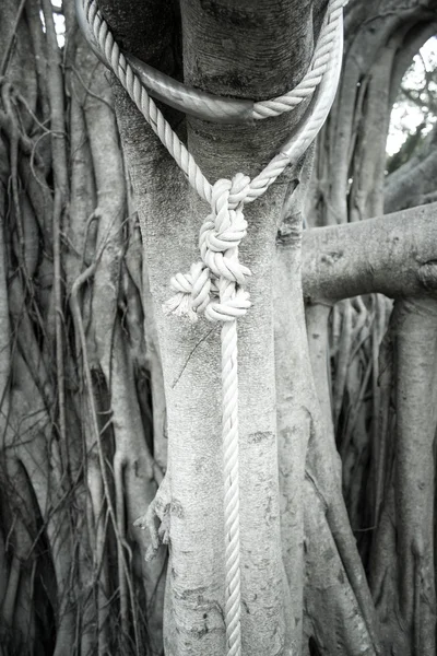 Corda amarrada a uma árvore grande — Fotografia de Stock