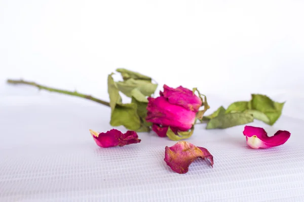 Torkad rosa ros — Stockfoto