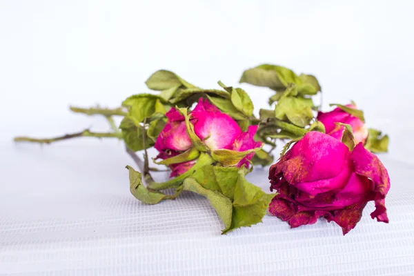Rose rose séchée — Photo