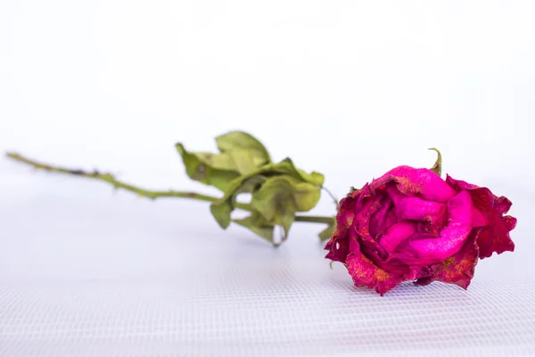 Rose rose séchée — Photo