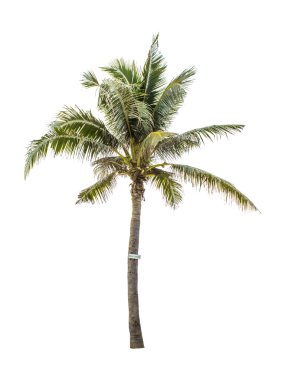 Hindistan cevizi ağacı