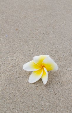 Plumeria çiçek