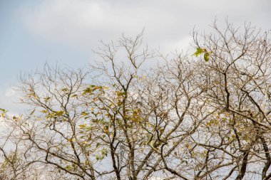 Kuru ağaç. Yaz mevsiminde yaprak yok. Mavi gökyüzü ve beyaz bulut arkaplanı.