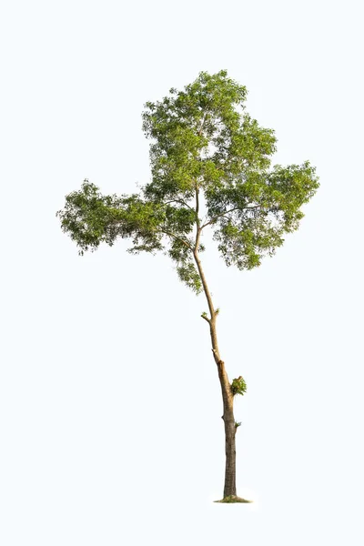 Árvore Isolada Sobre Fundo Branco — Fotografia de Stock