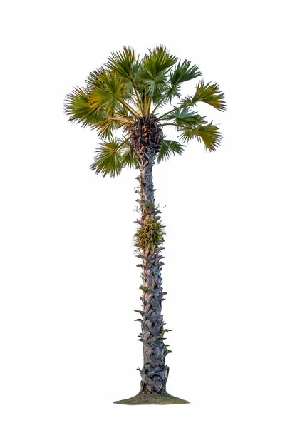 Socker Palm Borassus Flabellifer Träd Isolerad Vit Bakgrund — Stockfoto