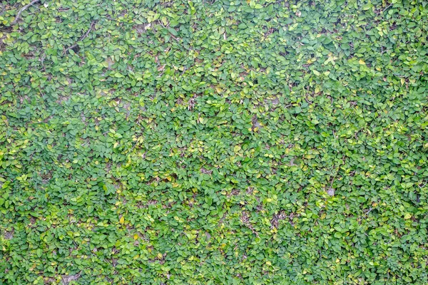 Текстура Листьев Зелёного Дерева — стоковое фото