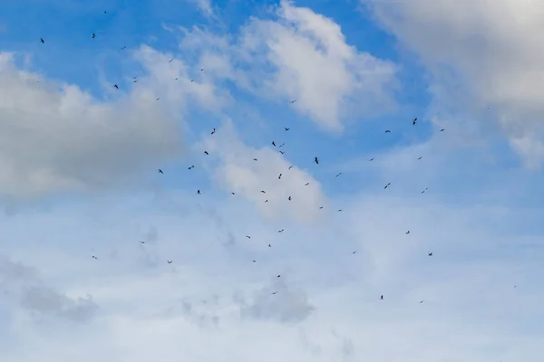 Zwerm Vogels Prachtige Blauwe Lucht — Stockfoto