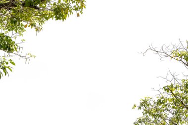 Beyaz zemin üzerinde yeşil ağaç yaprağı izole