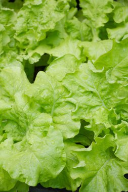 Bahçede yeşil-yeşil sebzeler.