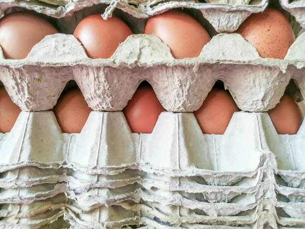 Kycklingägg Äggpapperskorgen — Stockfoto