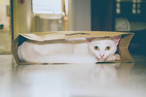 Beyaz kedi yerde kağıt alışveriş torbasında saklanıyor.