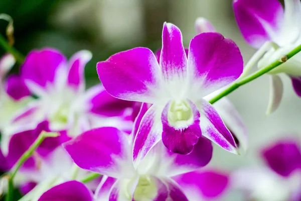 Flor Rosa Orquídea Phalaenopsis Sobre Fondo Borroso —  Fotos de Stock