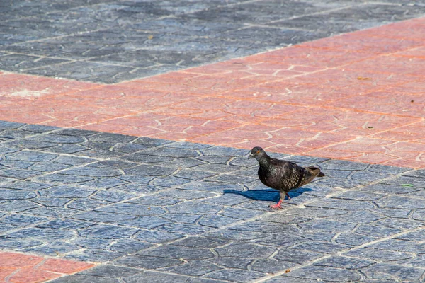 Paloma Negra Caminando Sobre Piso Baldosas Mirando Cámara —  Fotos de Stock