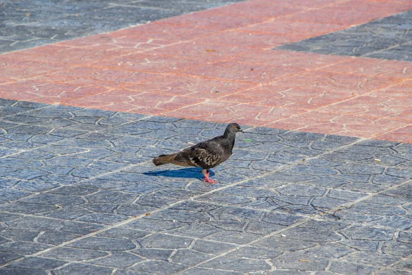 Black Pigeon Walking Tile Floor Looking Camera — Stock Photo, Image