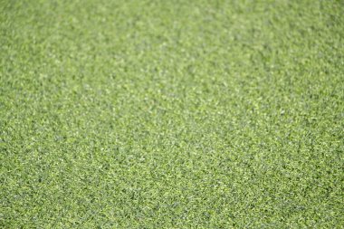 Yapay yeşil çimenlere yakın çekim