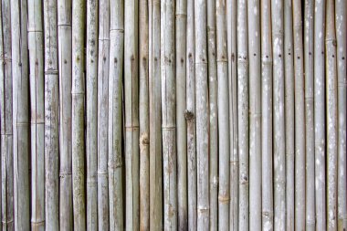 Bambu çitlerin arkasını kapat