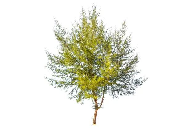 Tall Träd Isolerad Vit Bakgrund — Stockfoto