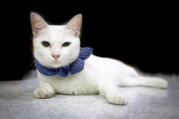 Kucing Lucu Putih Duduk Lantai Dan Melihat Kamera — Stok Foto
