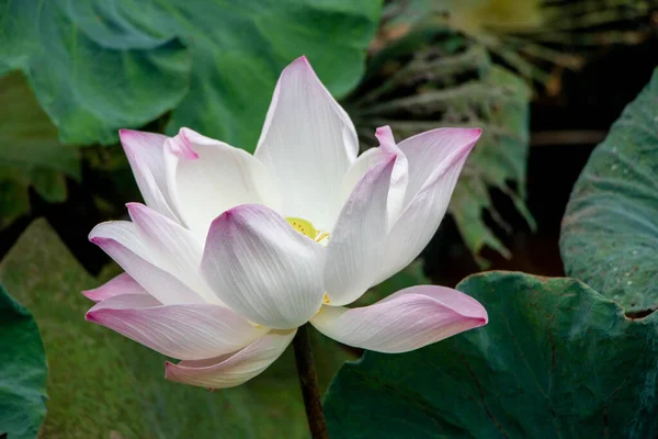 Lotosový Květ Jezírku Pozadím Zeleného Listu — Stock fotografie