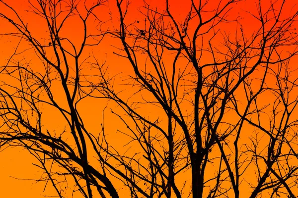橙色背景下孤立的黑树的轮廓 — 图库照片