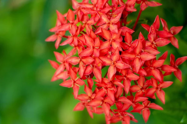 Цветок Кокинеи Иксора Цветущий Красный Колосок Саду Естественном Фоне — стоковое фото