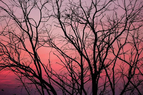 Silhueta Árvore Preta Isolada Fundo Por Sol — Fotografia de Stock