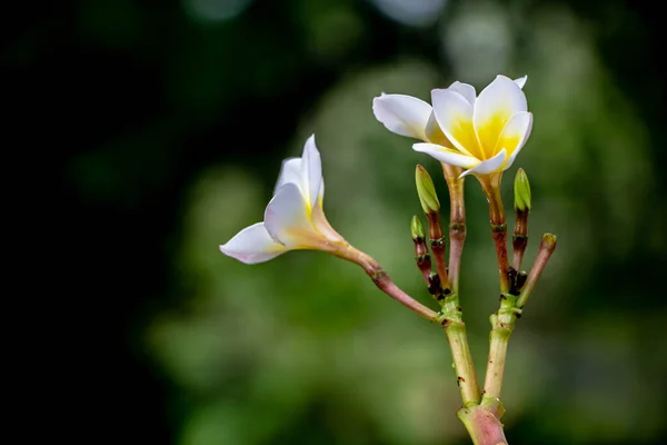 Witte Plumeria Bloemen Natuur Wazig Achtergrond — Stockfoto
