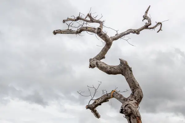 Torrt Träd Inget Löv Sommarsäsongen Blå Himmel Och Vitt Moln — Stockfoto