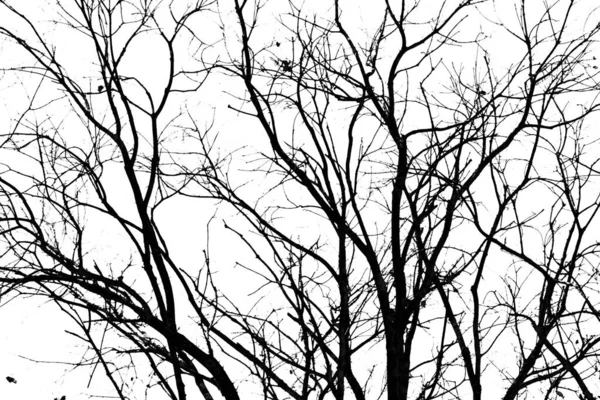 Silhouette Arbre Noir Isolé Sur Fond Blanc Image En Vente