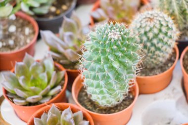 tencerede çeşitli kaktüs bitkisi