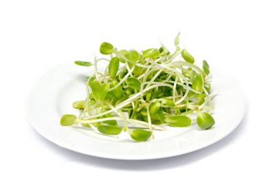 yeşil genç ayçiçeği beyaz tabakta filizlenir