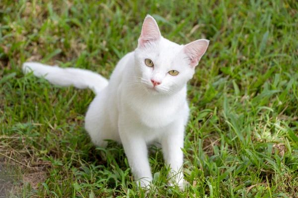Kucing Lucu Putih Duduk Bawah Pohon Kelapa Dan Melihat Kamera — Stok Foto