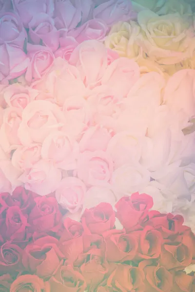 Fond Roses Colorées — Photo