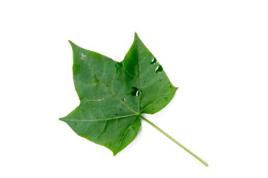 Cnidoscolus aconitifolius, yaygın olarak chaya veya ağaç ıspanağı olarak bilinir, Meksika 'nın Yucatn Yarımadası' ndan geldiğine inanılan büyük, hızlı büyüyen yapraklı bir çalılık.