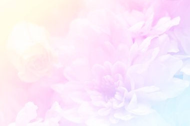 Tek boynuzlu at renk çiçeğinin bulanık arkaplanı