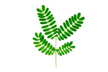 beyaz arkaplanda izole edilmiş taze demirhindi yaprağı