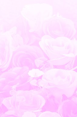 Bulanık kumaş pembe gül çiçeği 