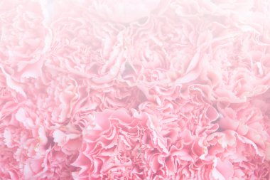 Arka plan için bulanık pembe kabarık karanfil çiçeği