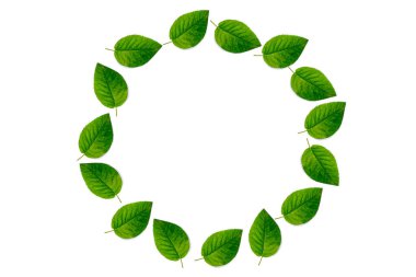 Gül yeşili yaprak çerçevesi, beyaz arkaplanda izole, düz, üst görünüm